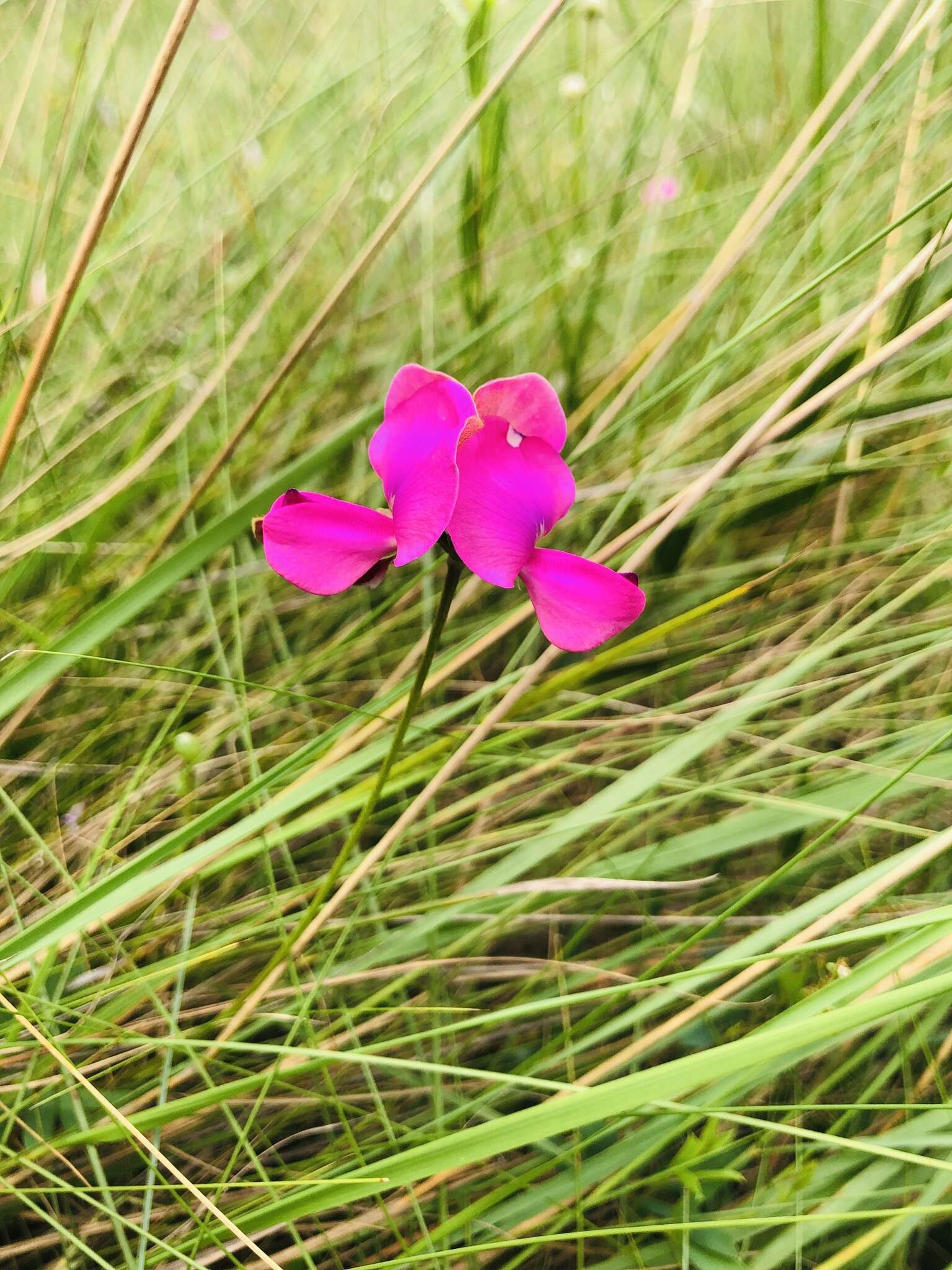 Image of Tephrosia bachmannii Harms