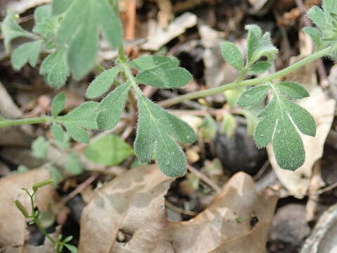 Phacelia maculata Wood的圖片