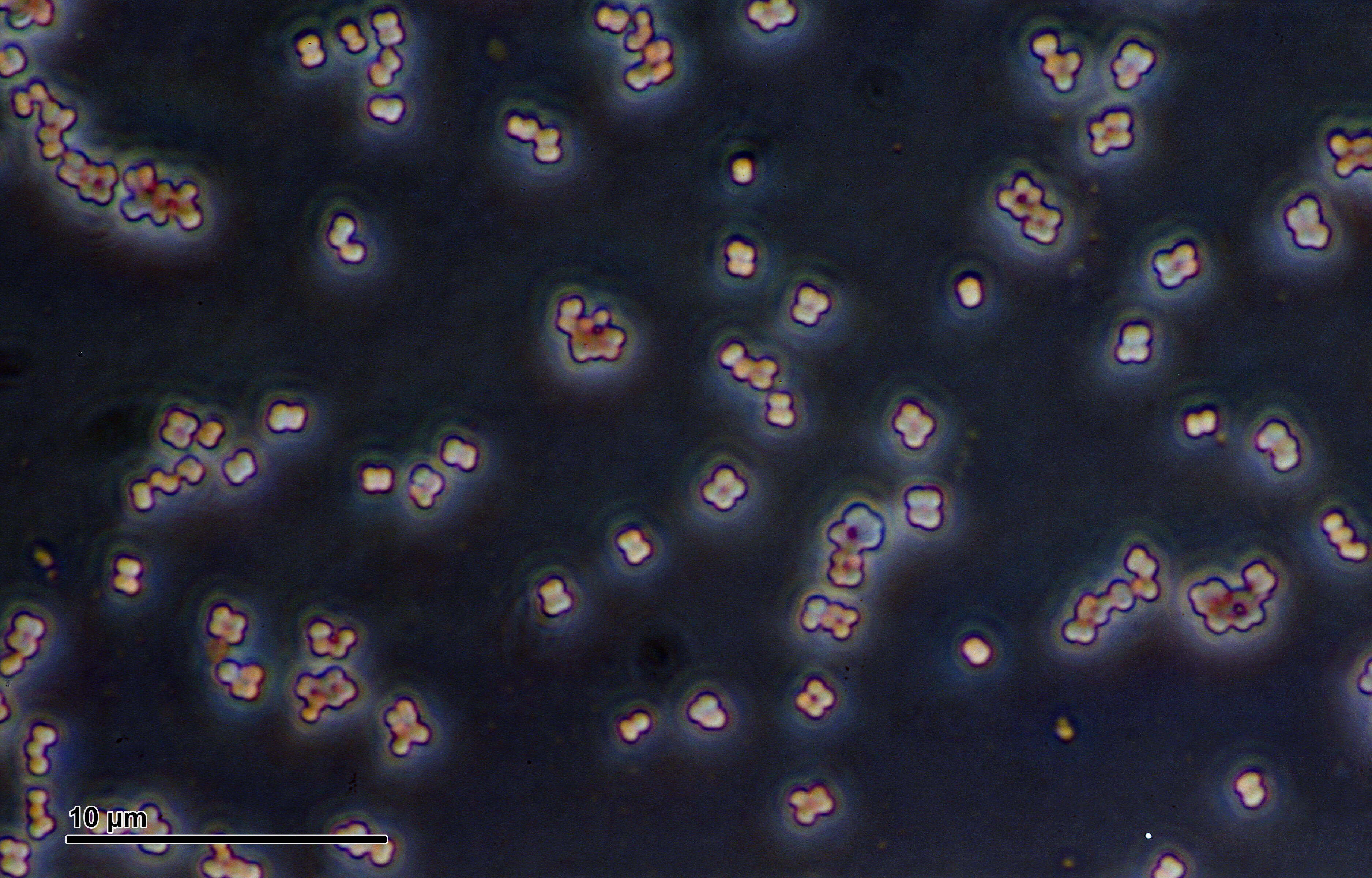 Image of Micrococcus luteus