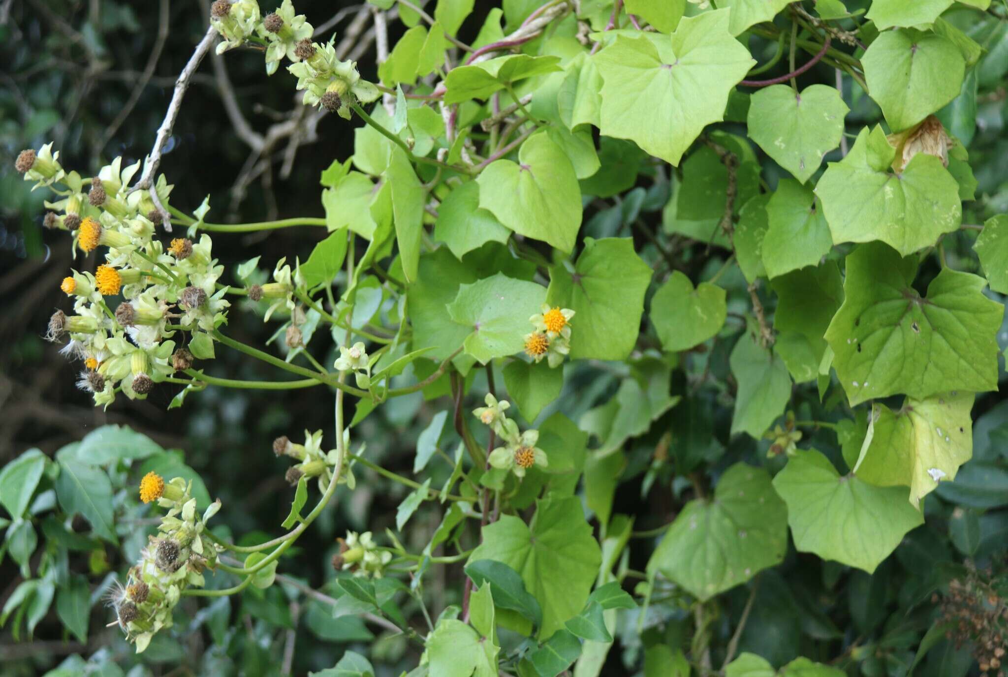 Sivun Senecio helminthioides (Sch. Bip.) Hilliard kuva