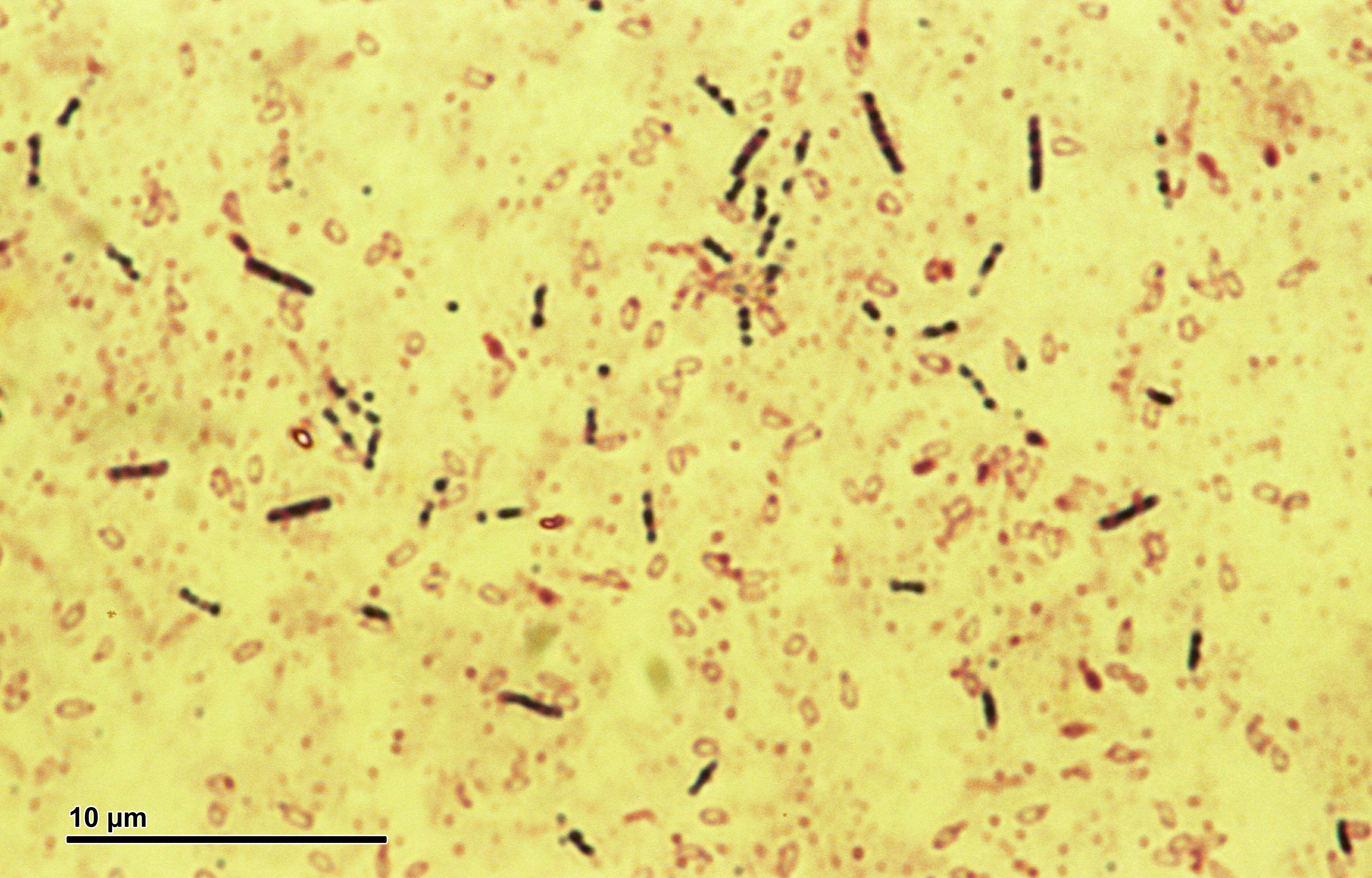 Bacillus subtilis resmi