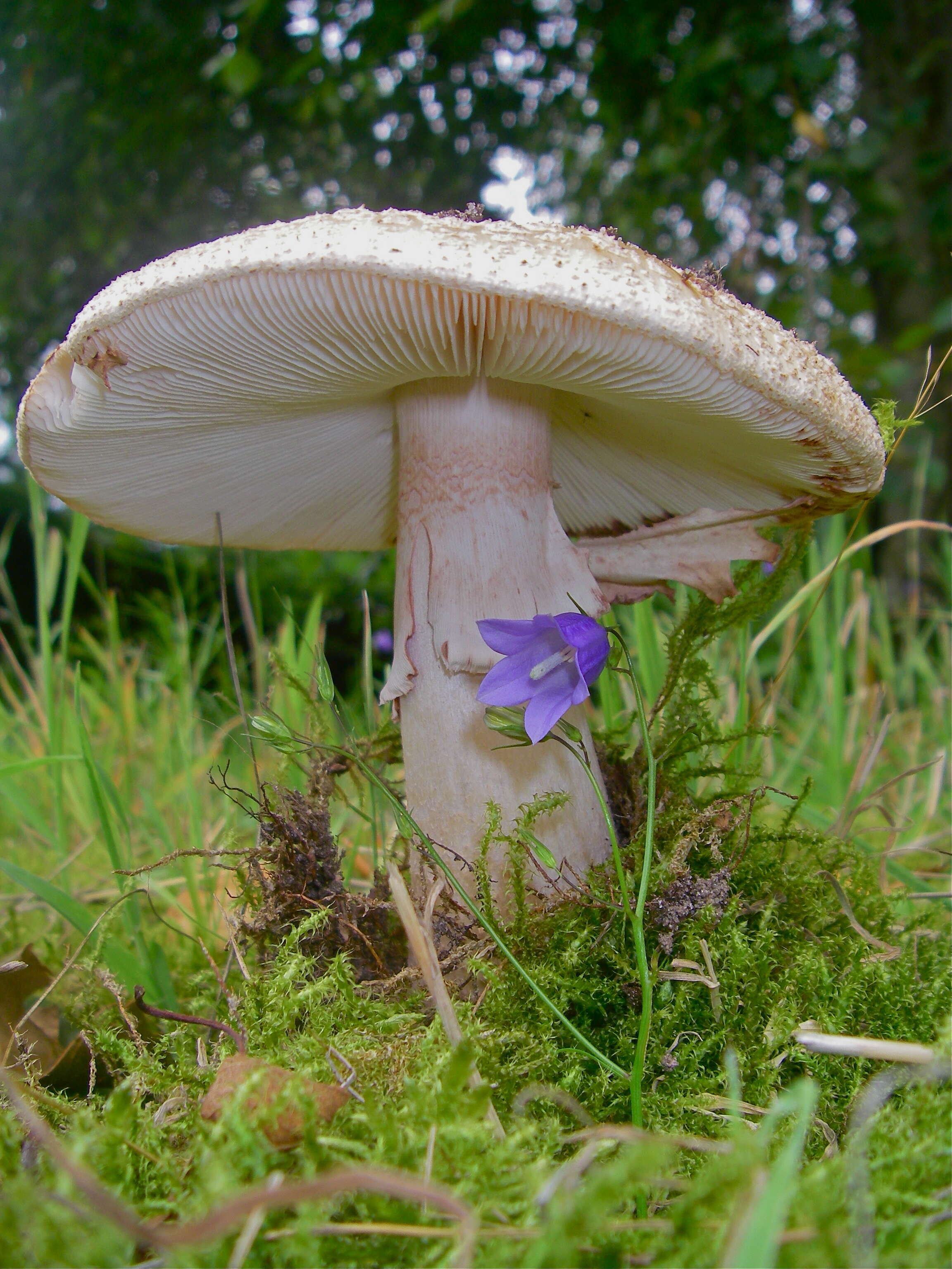 Image of Amanita rubescens Pers. 1797