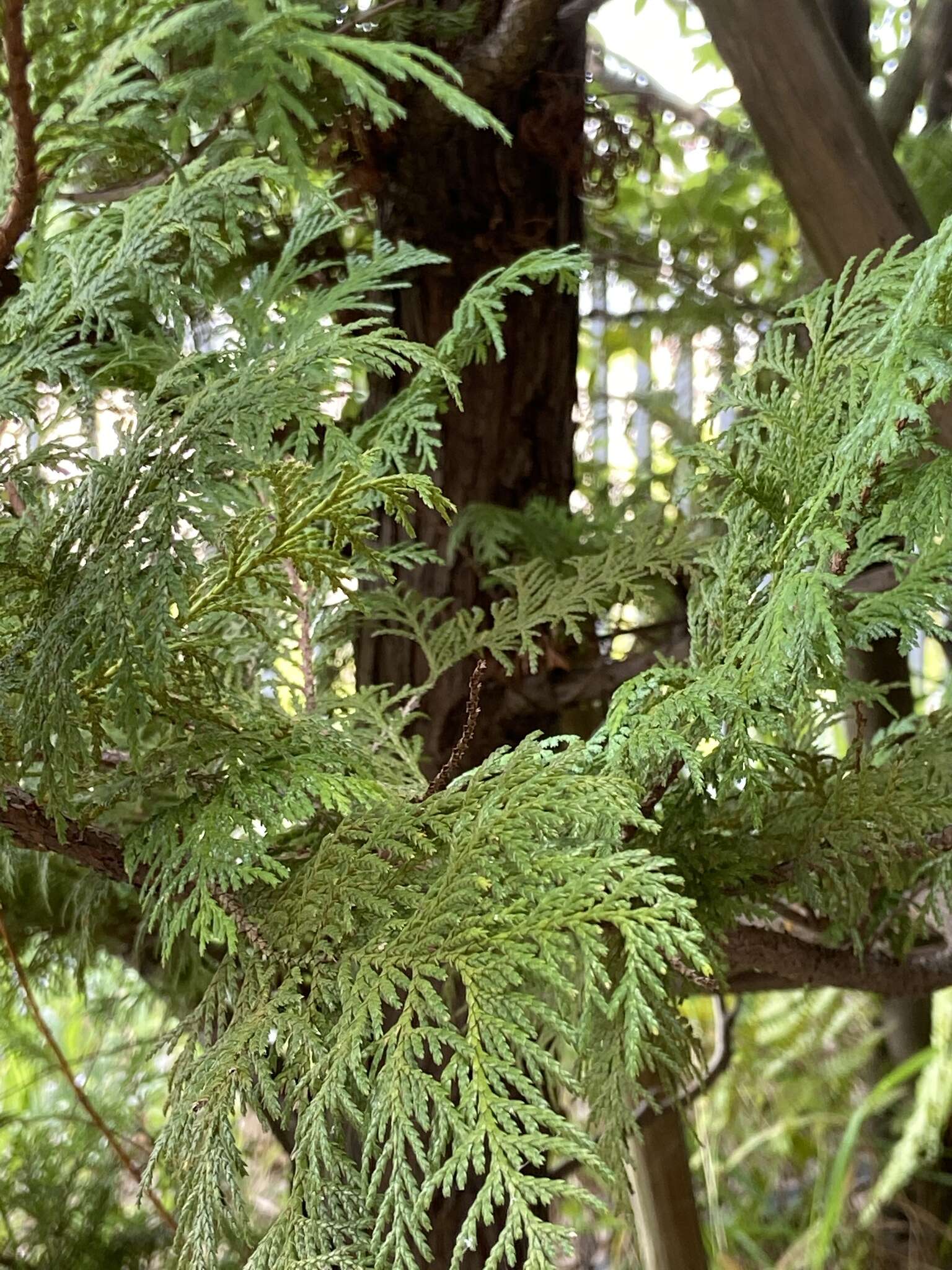 Image of Hinoki Cypress