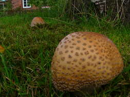 Image of Amanita rubescens Pers. 1797