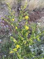 Image of Tribulus platypterus Benth.