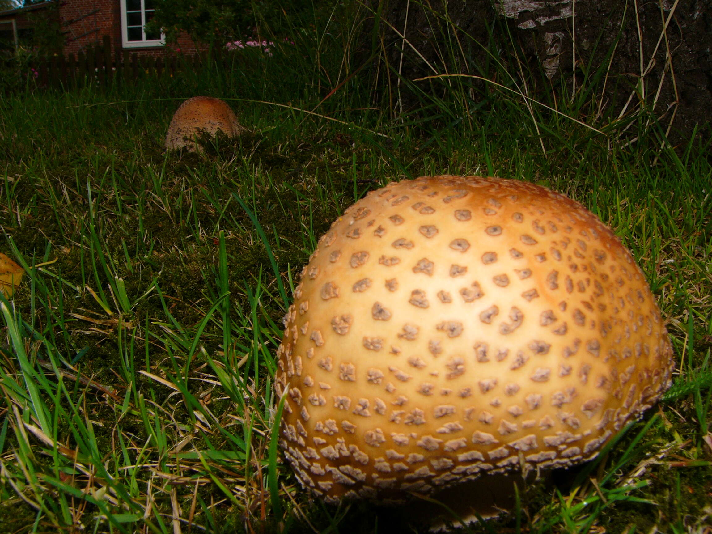 Image of Amanita rubescens Pers. 1797