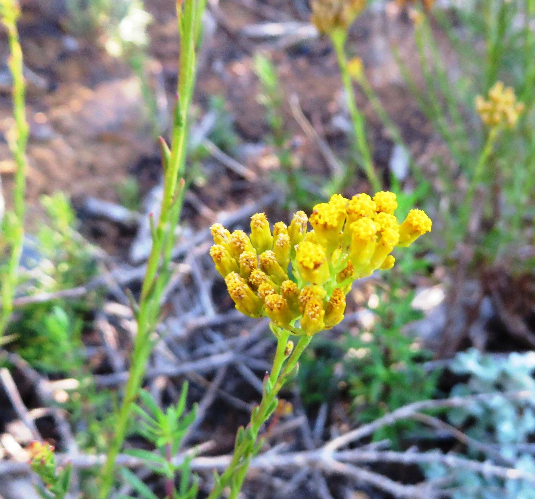 Image of Athanasia juncea (DC.) D. Dietr.