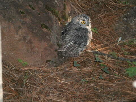 Image of Whiskered Screech Owl