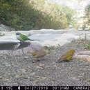 Image of Gray-hooded Parakeet