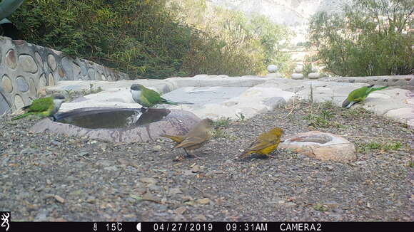 Image of Gray-hooded Parakeet