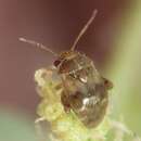 Image of Plant bug