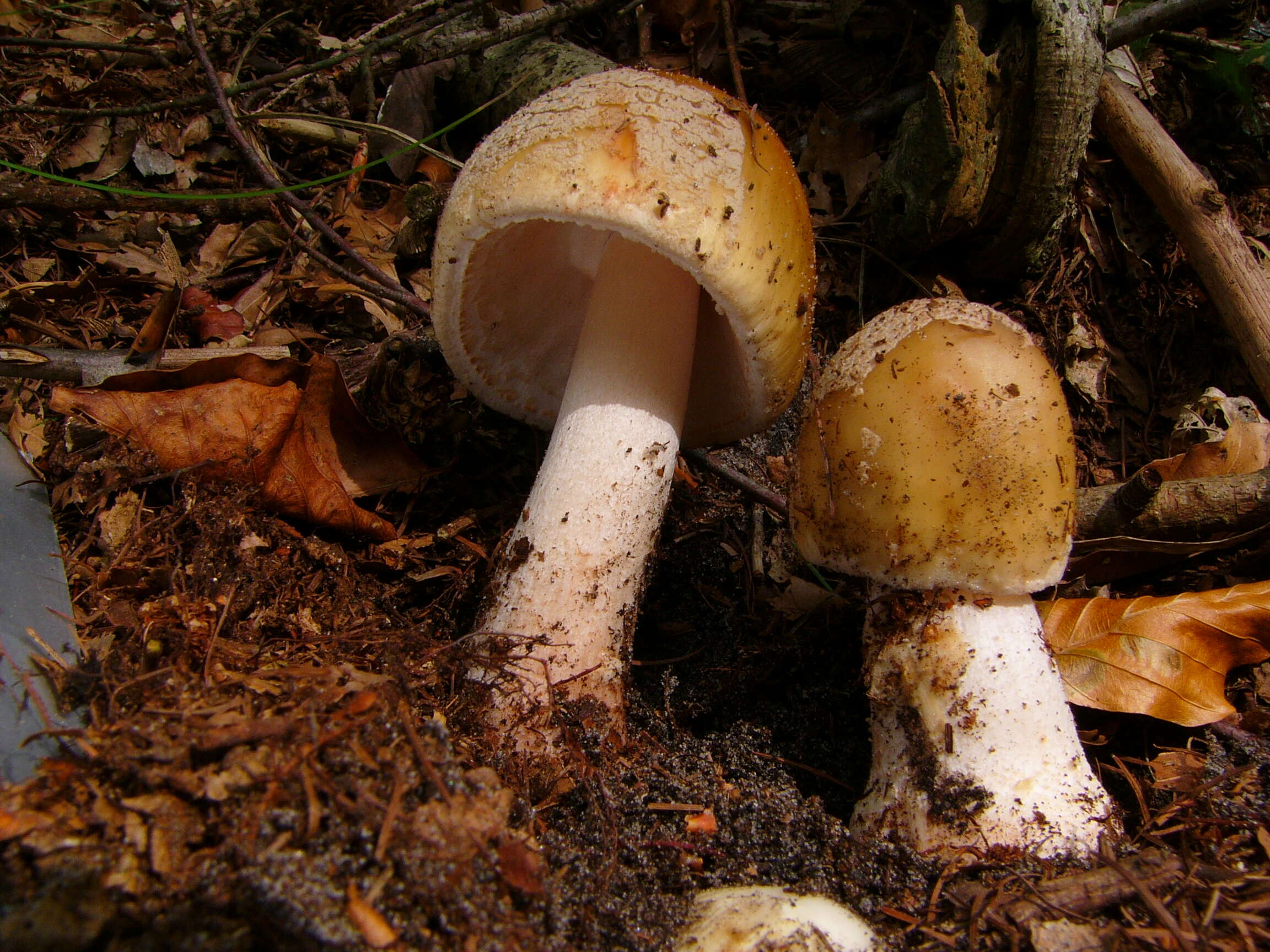 Image of Amanita rubescens Pers. 1797