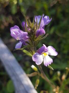 Image of Euphrasia caudata (J. H. Willis) W. R. Barker