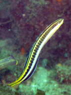 Image of Hit and Run Blenny