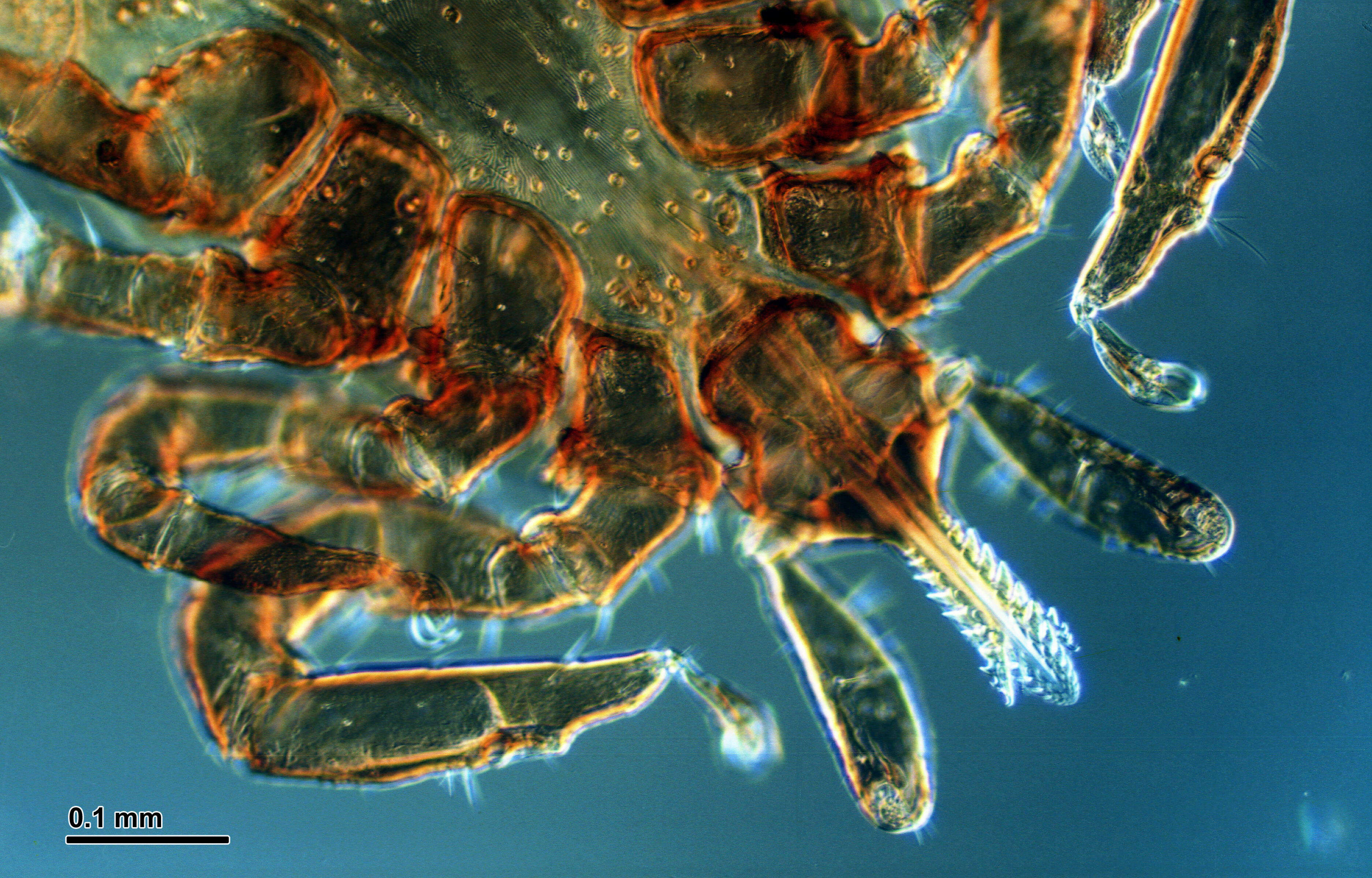 Image of Ixodes ricinus (Linnaeus 1758)