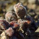 Crassula calcarea N. H. G. Jacobsen resmi