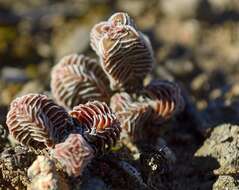 Crassula calcarea N. H. G. Jacobsen resmi