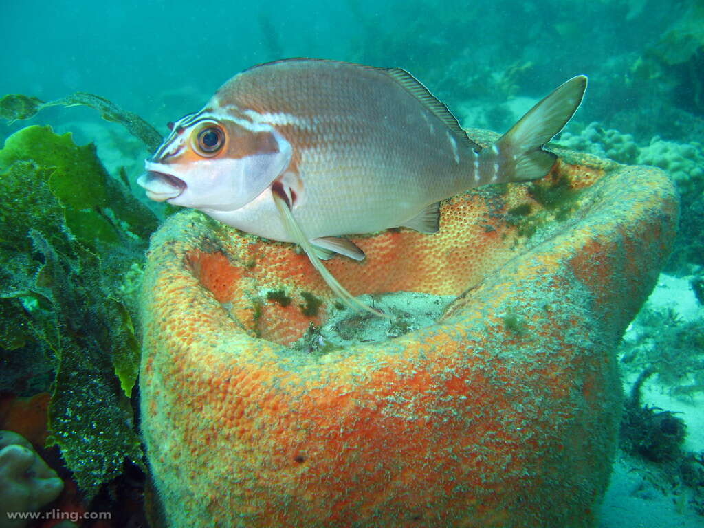 Image of Morwong fuscus