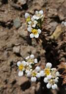 Imagem de Triptilion gibbosum Remy