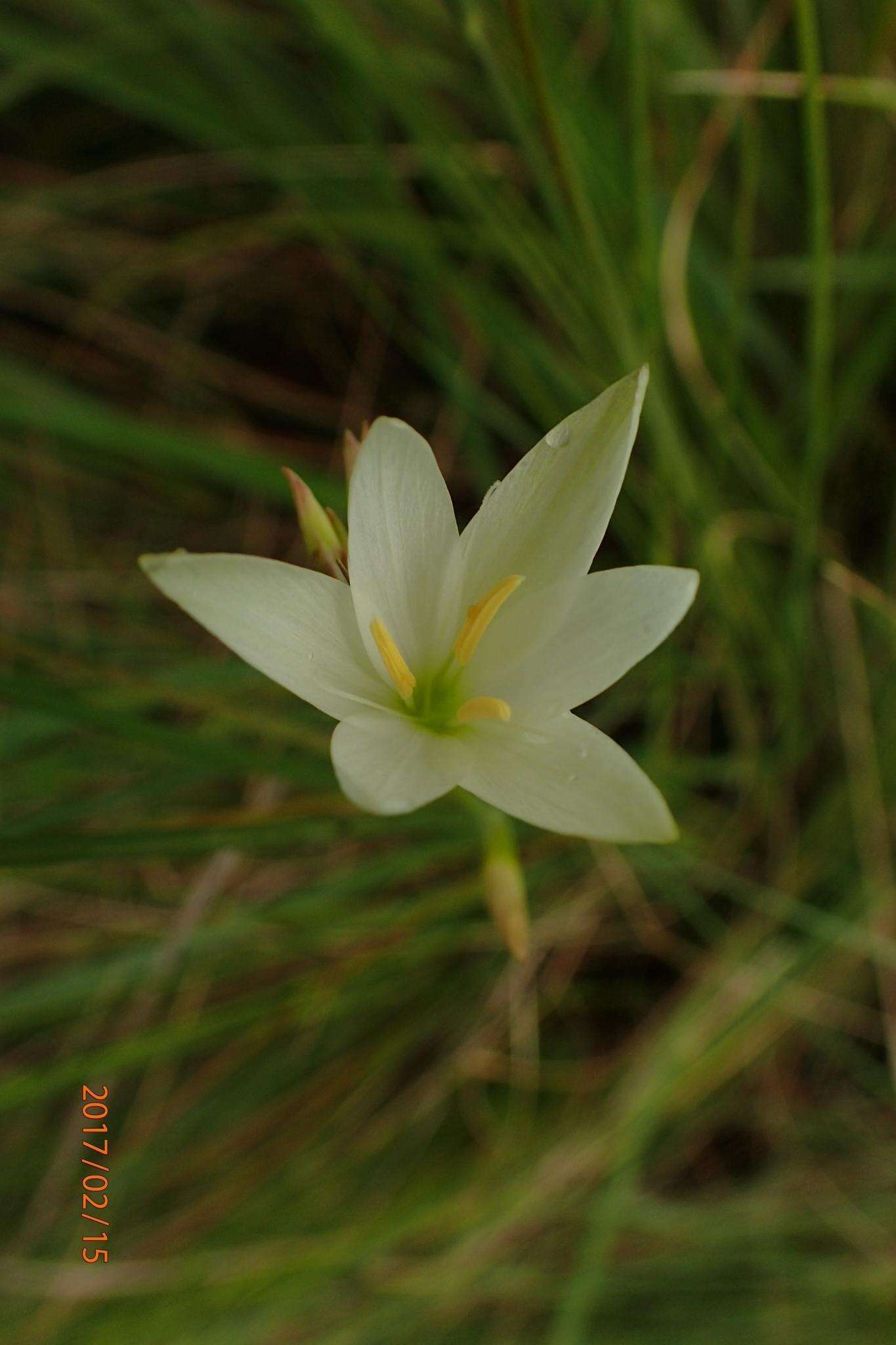 Image of Hesperantha lactea Baker