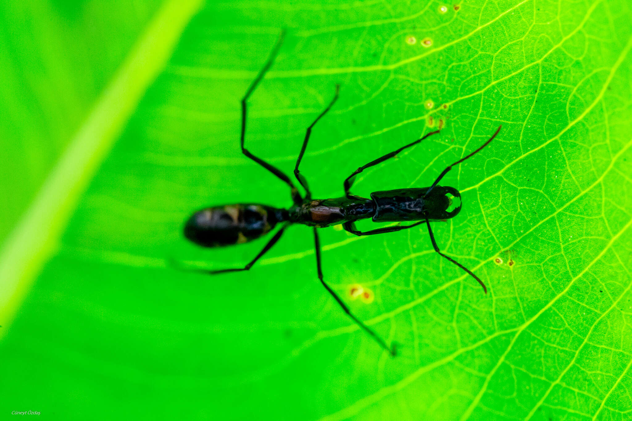 Plancia ëd Camponotus mirabilis Emery 1903