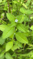 Image of winged false buttonweed