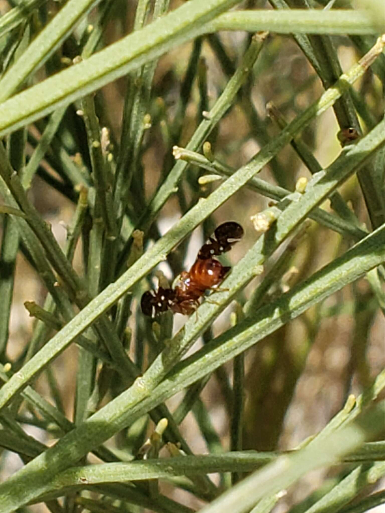 Image of Aciurina mexicana (Aczel 1953)