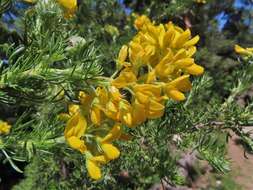 Image of Adenocarpus decorticans Boiss.