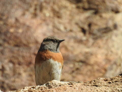 Imagem de Prunella rubeculoides (Moore & F 1854)