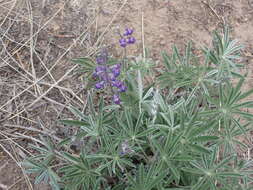 Слика од Lupinus argenteus var. argenteus