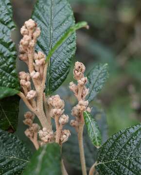 Imagem de Pomaderris apetala subsp. maritima N. G. Walsh & F. Coates