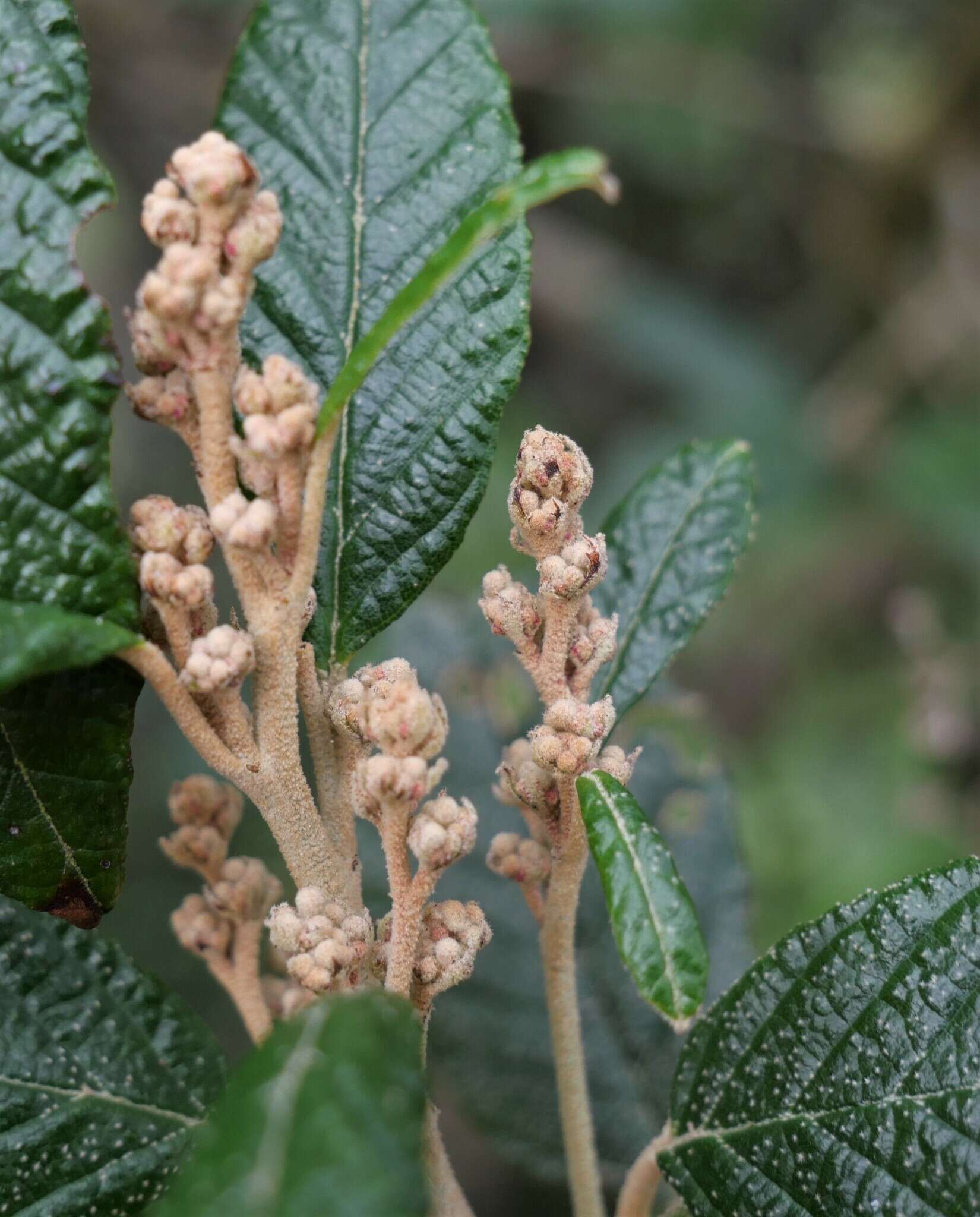 Image of Pomaderris apetala subsp. maritima N. G. Walsh & F. Coates