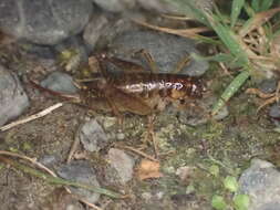 Image of Hemiandrus maculifrons (Walker & F. 1869)