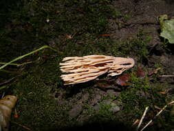 Слика од Ramaria stricta (Pers.) Quél. 1888