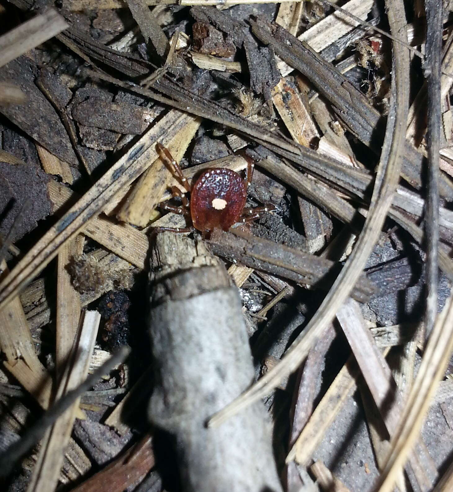 Image of Lone Star Tick