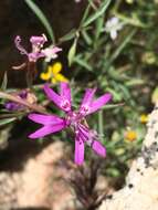 Image of Kern Canyon clarkia