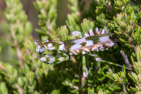 Image of Harpagomantis tricolor Linne 1758