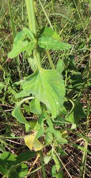 Image of Leonotis ocymifolia var. raineriana (Vis.) Iwarsson