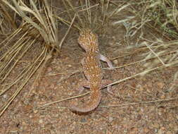 Imagem de Chondrodactylus angulifer Peters 1870