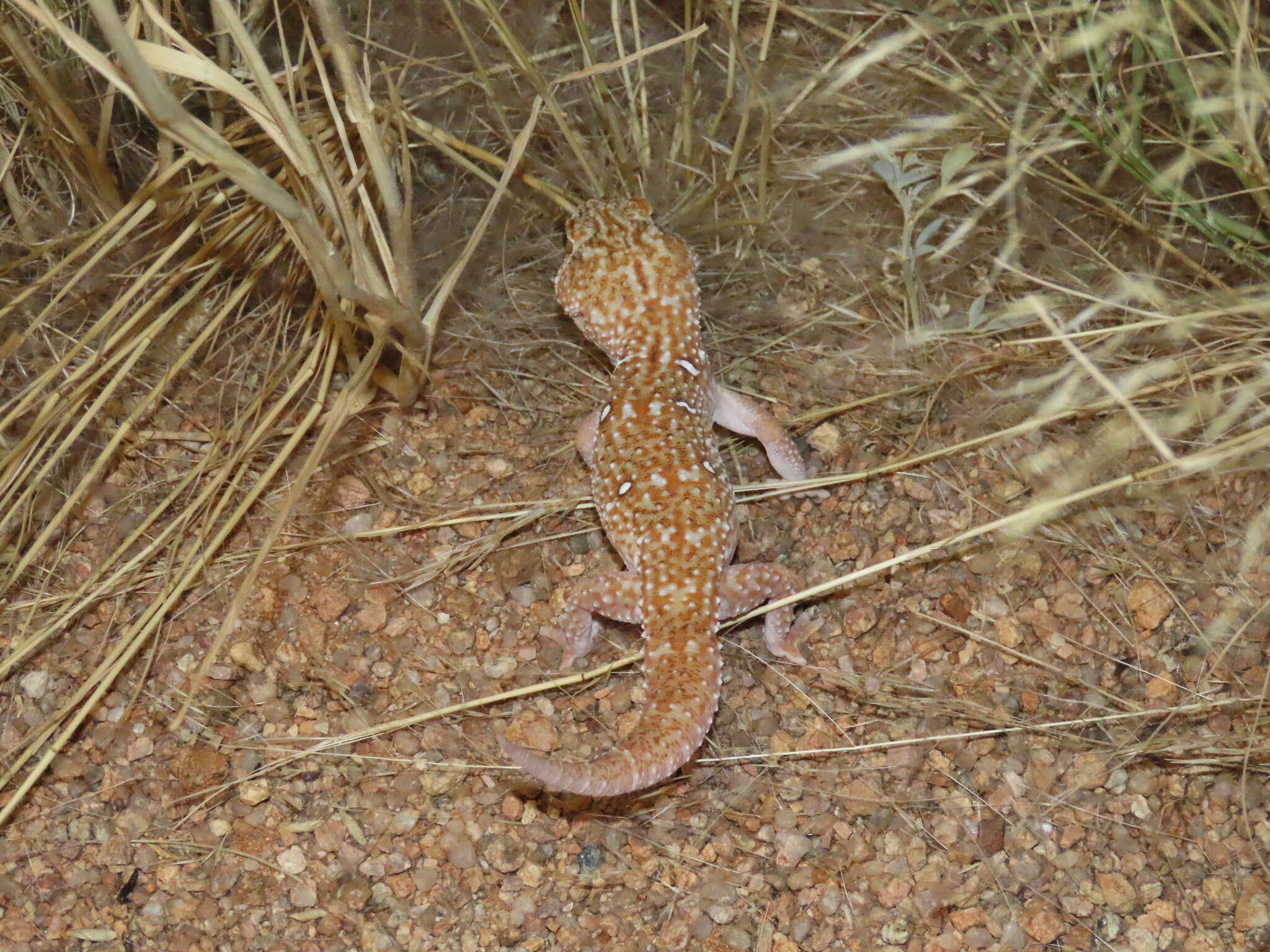 Chondrodactylus angulifer Peters 1870 resmi