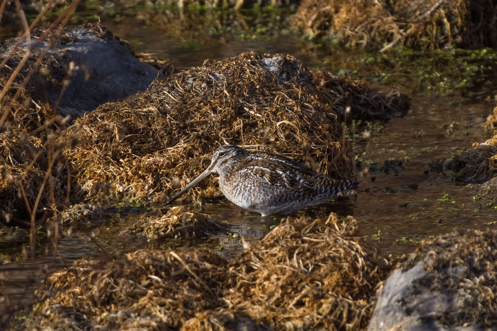 Image of Solitary Snipe