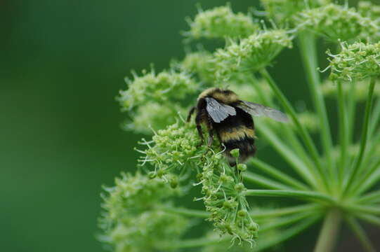 Image of <i>Bombus mckayi</i> Ashmead