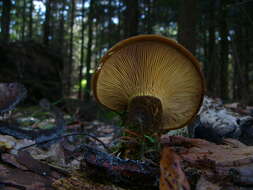 صورة Tapinella atrotomentosa (Batsch) Šutara 1992