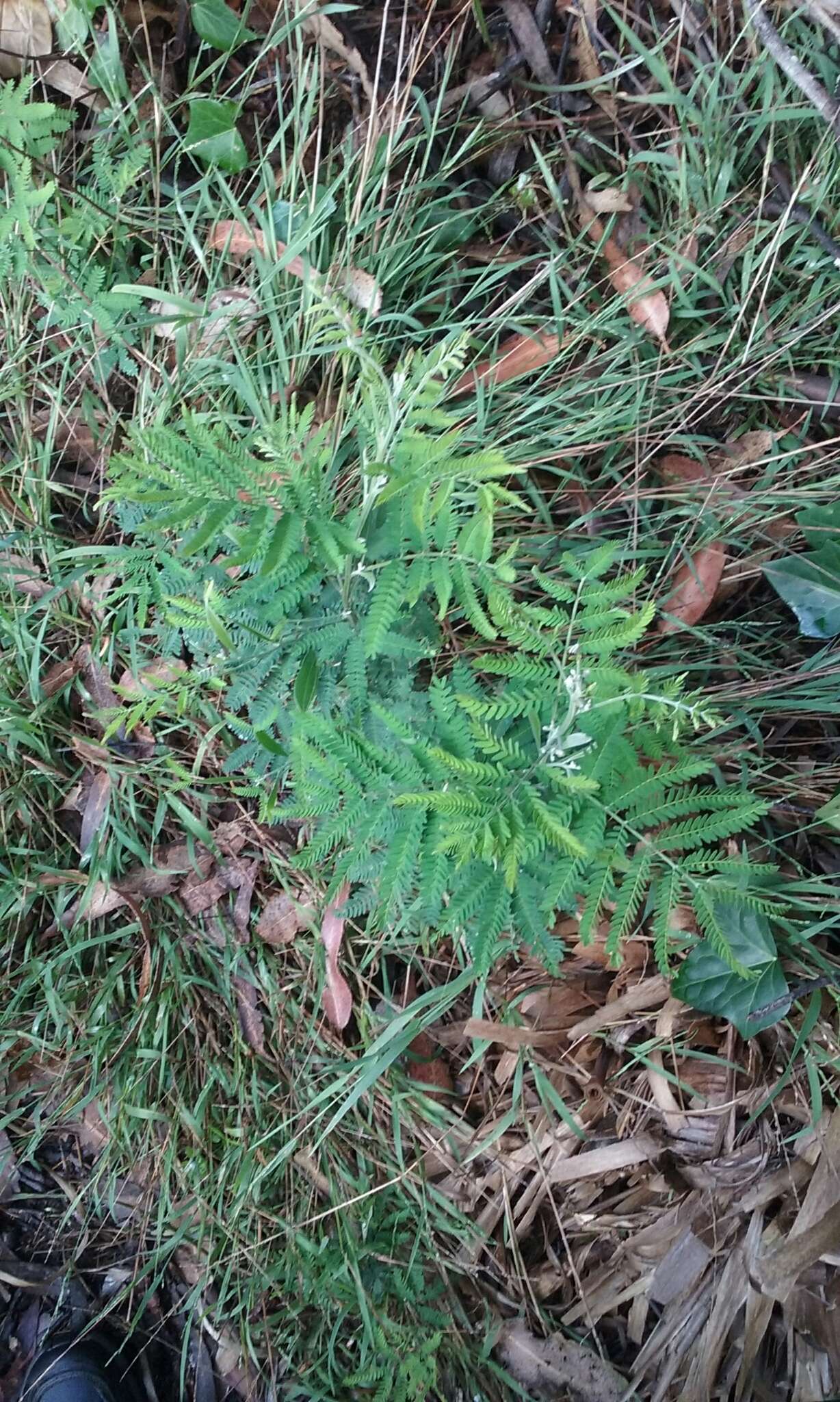 Sivun Acacia melanoxylon R. Br. kuva