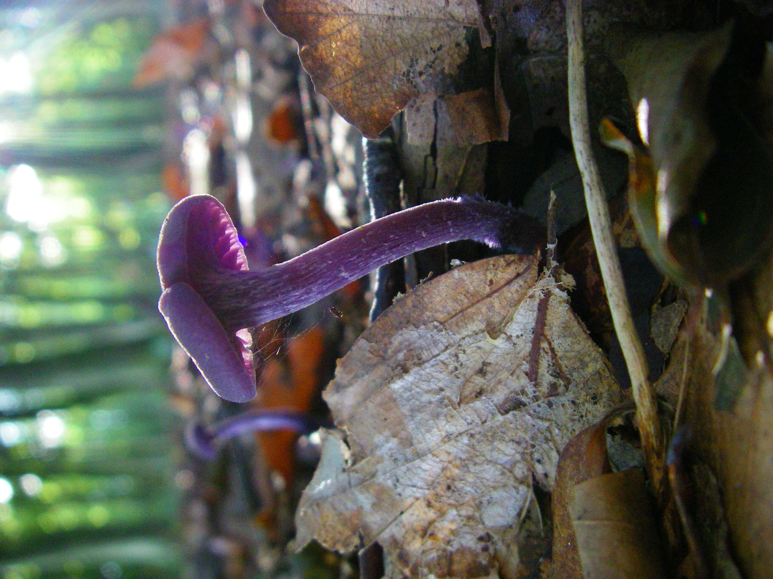 Image of Laccaria amethystina Cooke 1884