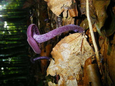 Image of Laccaria amethystina Cooke 1884