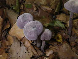 Image of Laccaria amethystina Cooke 1884