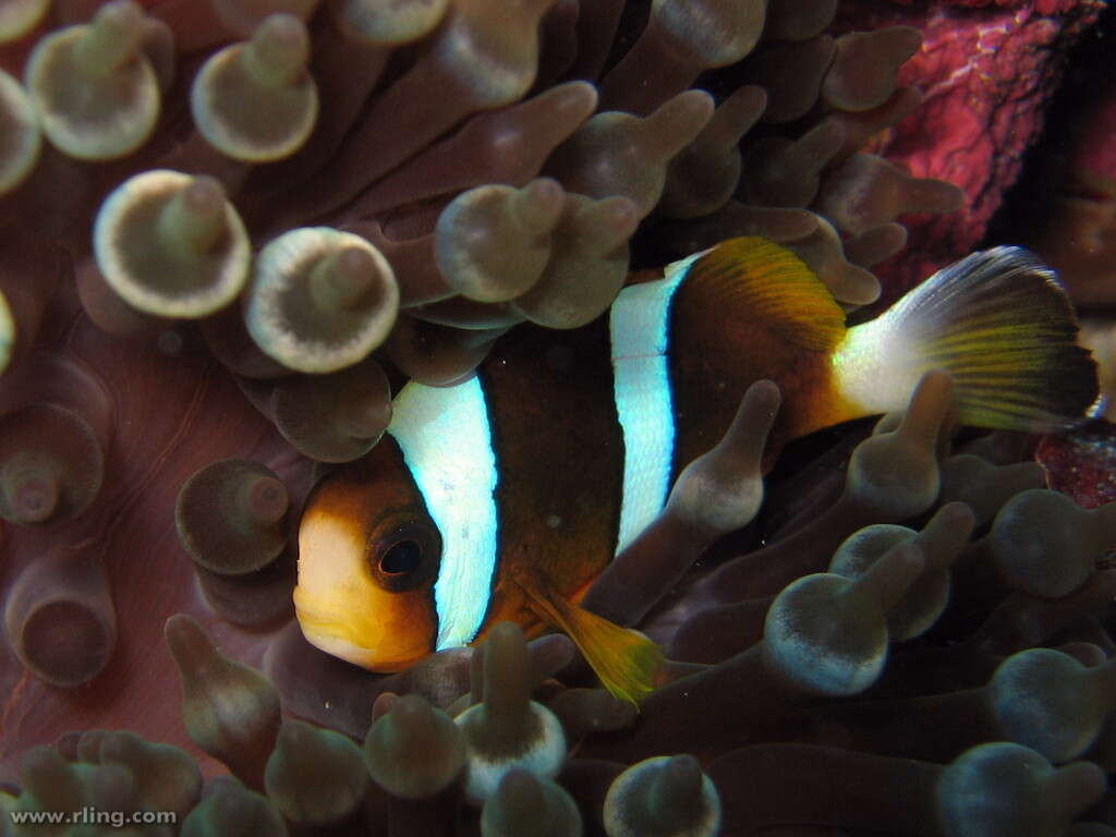 Image of Barrier Reef Anemonefish