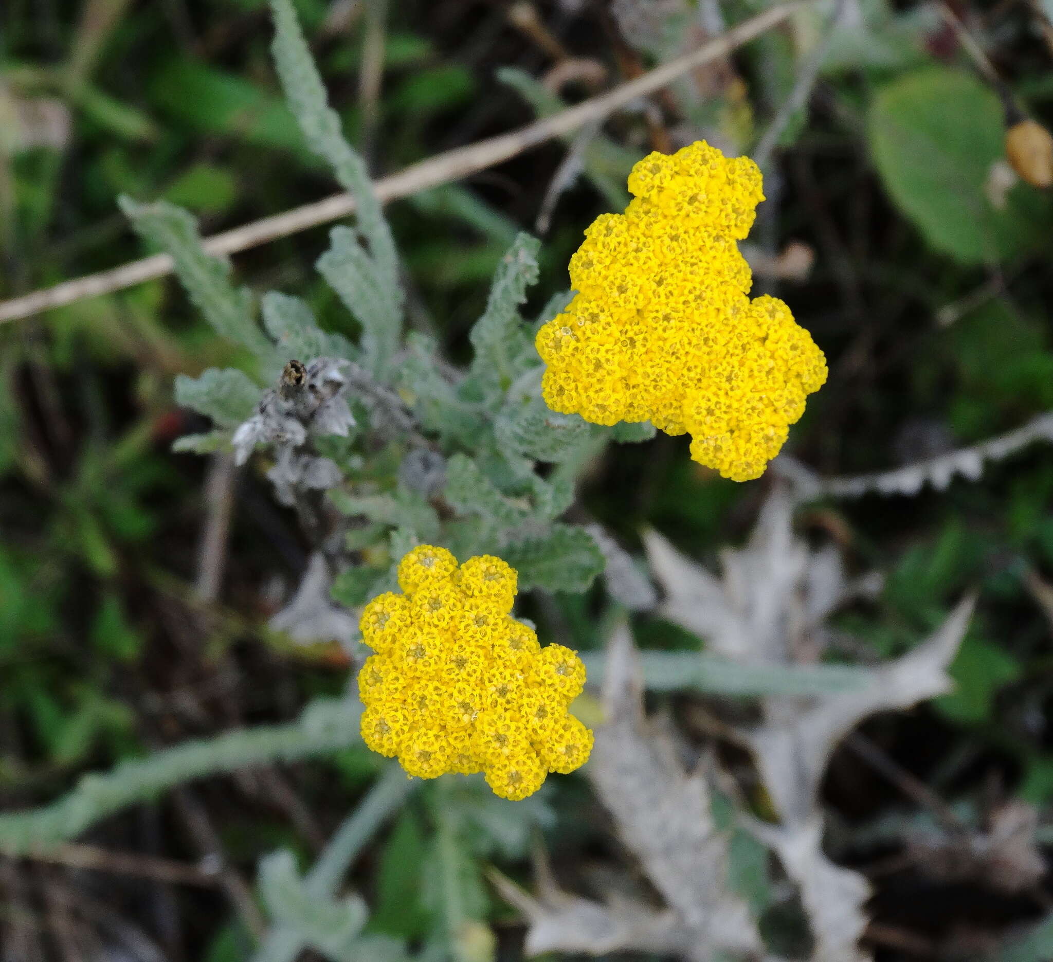 Achillea coarctata Poir.的圖片