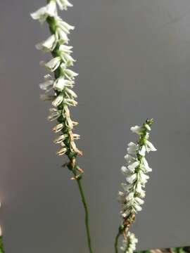 Image of northern slender lady's tresses